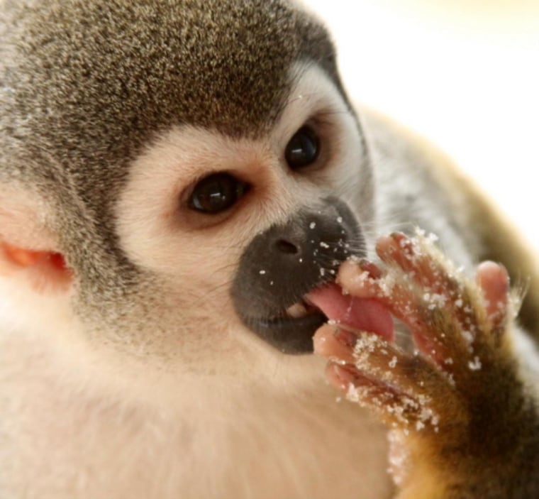 Sticky Fingers, the sugar stealing squirrel monkey.   Coca, Ecuador