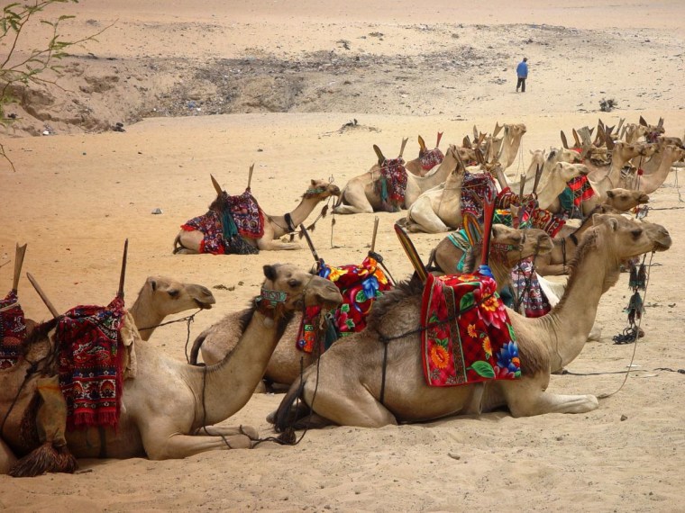 Timbuktu Camels