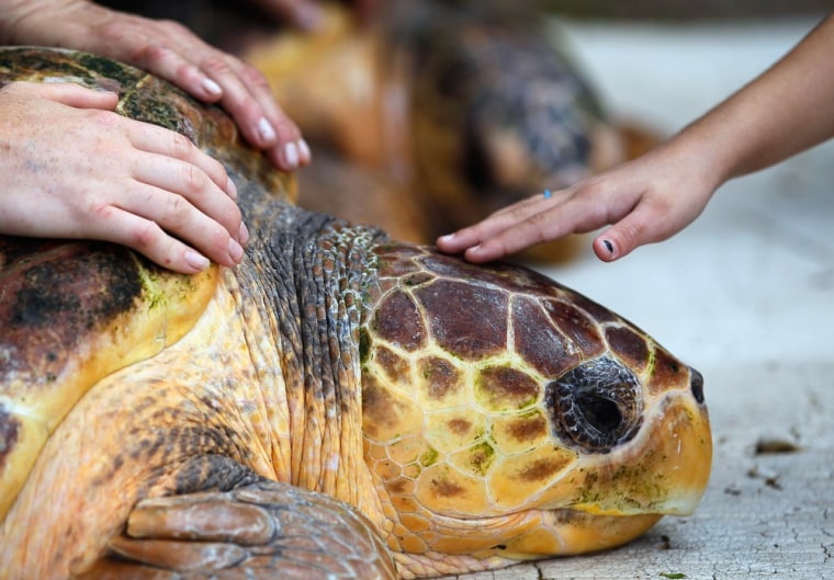 KEY BISCAYNE, FL - MARCH 13: A youngster with the Miami Seaquarium Spring Break Campers group gets a chance to touch one of two loggerhead sea turtles that are prepared to be released back into the wild at Bill Baggs Cape Florida State Park after undergoing rehabilitation at Miami Seaquarium March 13, 2012 in Key Biscayne, Florida. The two loggerhead sea turtles weighing in at 90 lbs and 125 lbs were both found weak in the wild, covered in parasites and facing buoyancy issues. (Photo by Joe Raedle/Getty Images)