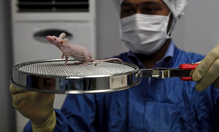 An Indian Pharmacologist examines the reaction of cytotoxic drugs on a mouse inside a containment facility of the Research and Development Centre of Natco Pharma Ltd. in Hyderabad, India, Wednesday, March 13, 2012. India effectively ended Bayer's monopoly on a patented cancer drug Monday, licensing a much cheaper generic under a unique law aimed at keeping costs affordable. In a decision likely to upset Western pharmaceuticals, the patent office approved Natco Pharma Ltd.'s application to produce the kidney and liver cancer treatment sorefinib. (AP Photo/Mahesh Kumar A.)
