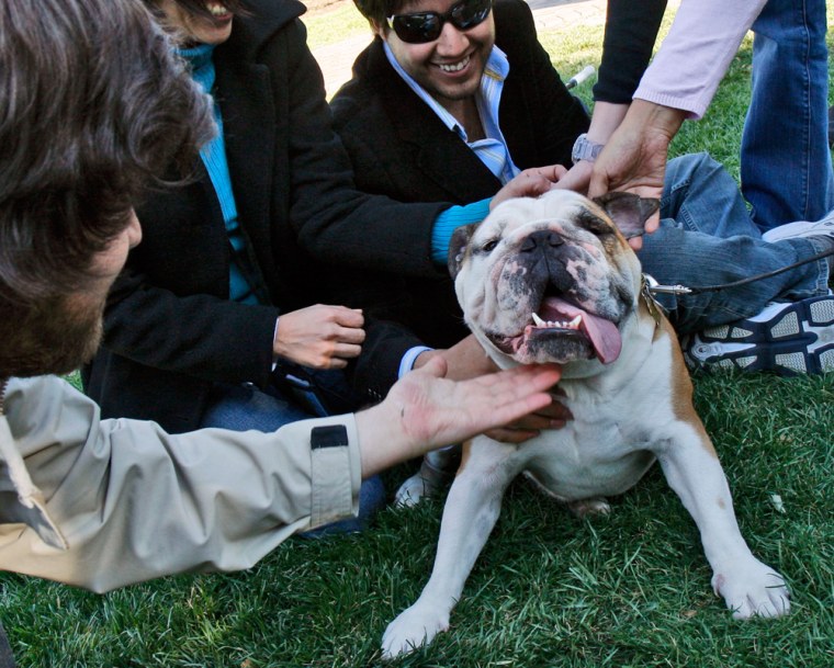 SLUG: ME-BULLDOG DATE: 03/29/2007 CREDIT: Bill O'Leary CAPTION: Jack, a bulldog and the official mascot of Georgetown university. Pictured, Jack basks in attention from graduate students in the Latin American Global competitiveness program, from left: Alonso Franco, Wendy Chavez, and Alvaro Henzler. StaffPhoto imported to Merlin on Thu Mar 29 18:25:05 2007