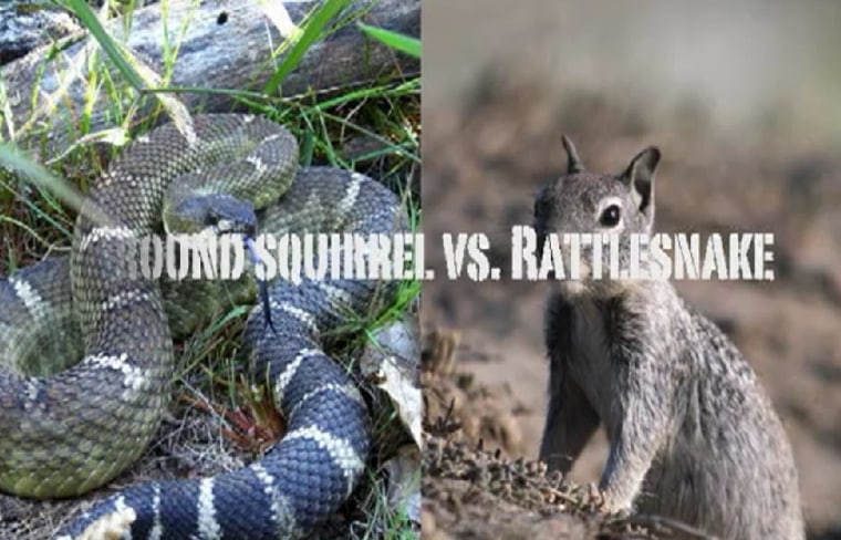 Image: Image of snake and squirrel
