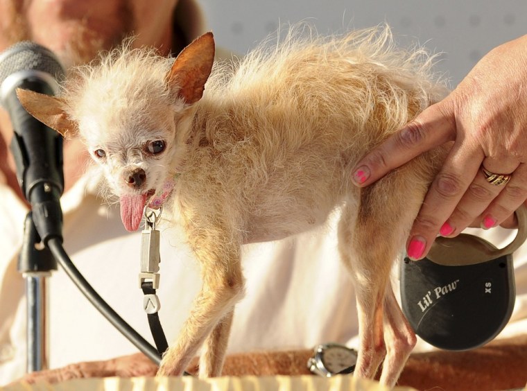 A judge evaluates Yoda during the 2011 World's Ugliest Dog Contest on Friday, June 24, 2011, in Petaluma, Calif. The 14-year-old Chinese Crested and Chihuahua mix took top honors winning $1000 and a plethora of pet perks at the Sonoma-Marin Fair. (AP Photo/Noah Berger)