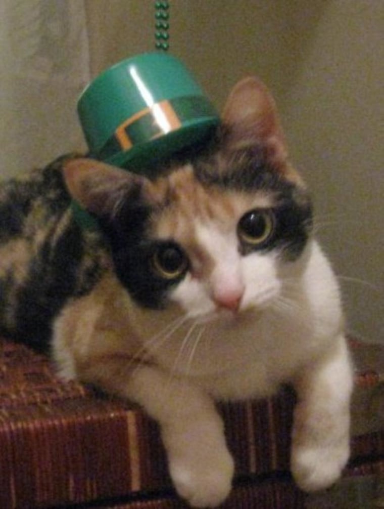 Happy St. Patrick's Day from Cassidy!