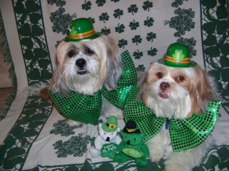Preston and Ernie have a wee bit of fun for St. Patrick's Day!