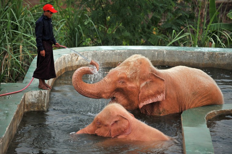 This picture taken on March 26, 2012 shows a caretaker bathing a white elephant in Naypyidaw. Kings and leaders in the predominantly Buddhist nation have traditionally treasured white elephants, whose rare appearances in the country are believed to herald good fortune, including power and political change. AFP PHOTO/SOE THAN WIN (Photo credit should read Soe Than WIN/AFP/Getty Images)