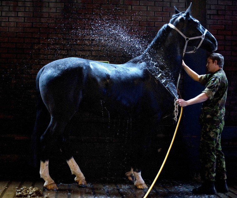 A member of the Household Cavalry washes down his horse as they prepare for the Major General's inspection and the state celebrations for Britain's Queen Elizabeth II's diamond jubilee.