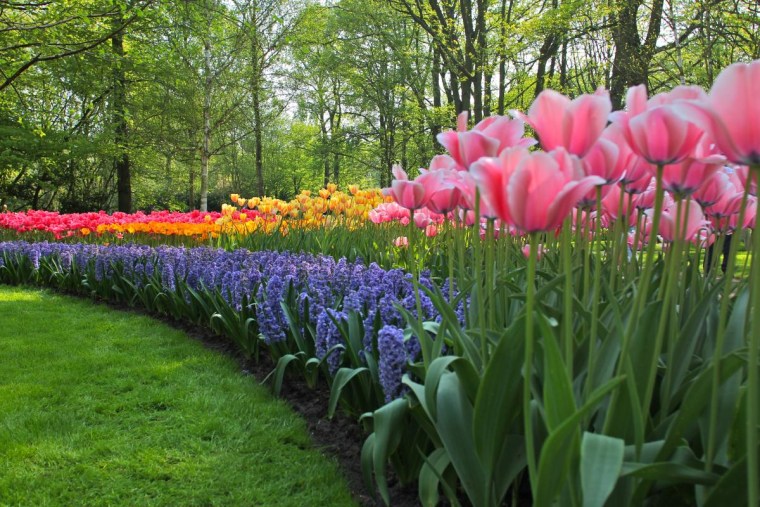 Keukenhof, Holland