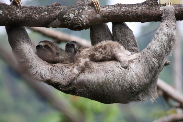 Sloths