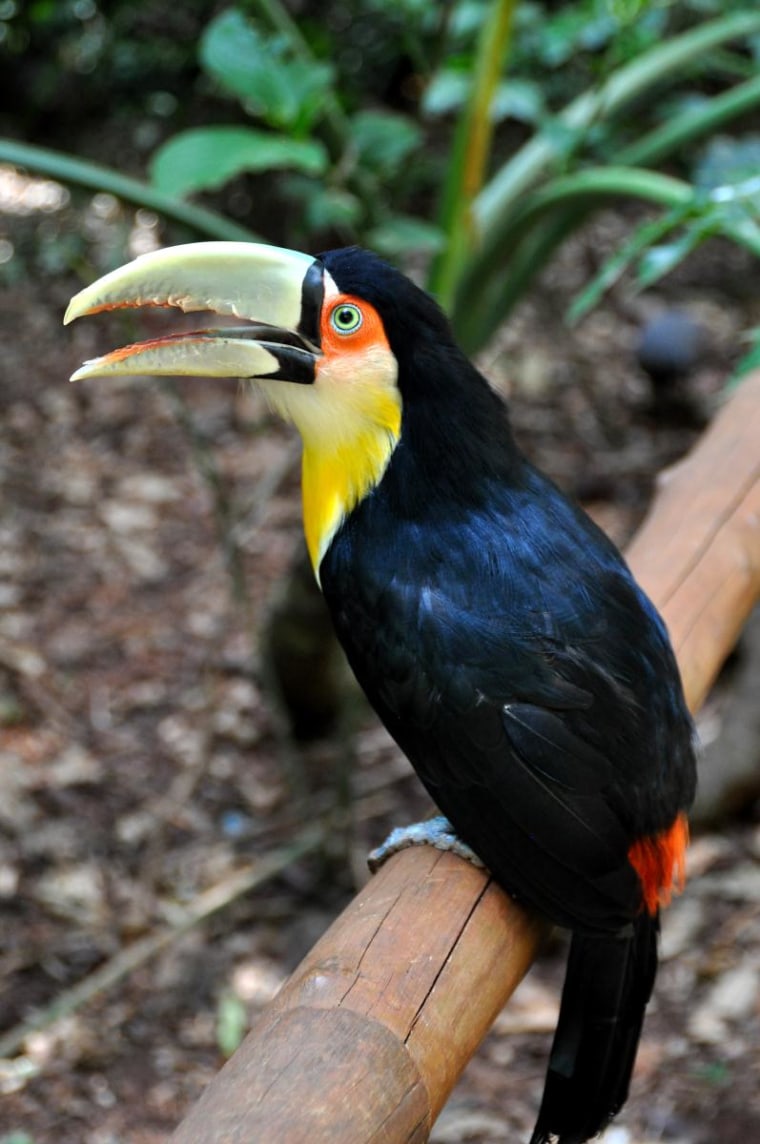 Toucan, Parque das Aves near Iguazu Falls in Brazil