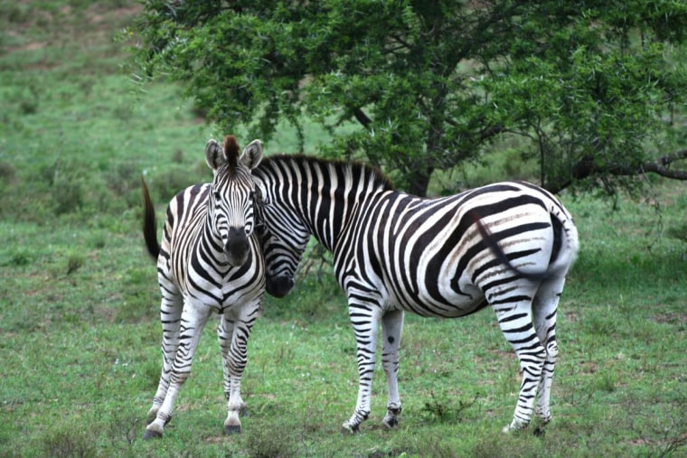 Zebra, Eastern Cape, South Africa