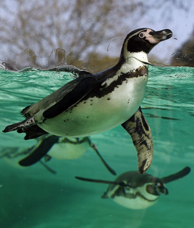 A Humboldt Penguin swims under water after taking a dive from the new Olympic London 2012 style diving board installed in the penguin enclosure at London Zoo, Thursday, March 29, 2012.