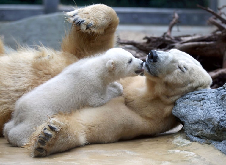 Polar bear cub Anori cuddles with his mother Vilma at the zoo in Wuppertal, Germany, on March 29. Anori was born on Jan. 4 and has stayed in a closed enclosure with his mother for the past two months. He is the half-brother of Knut, who died in 2011.