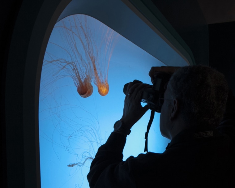 A visitor photographs Japanese Sea Nettle Jellies through a viewing window during