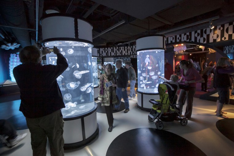 Giant cylindrical aquariums containing Moon Jellies are seen on display during the preview for the