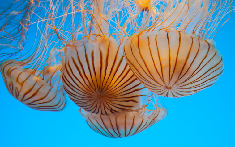 Japanese Sea Nettles, the first jellies to greet visitors, are seen during the preview for