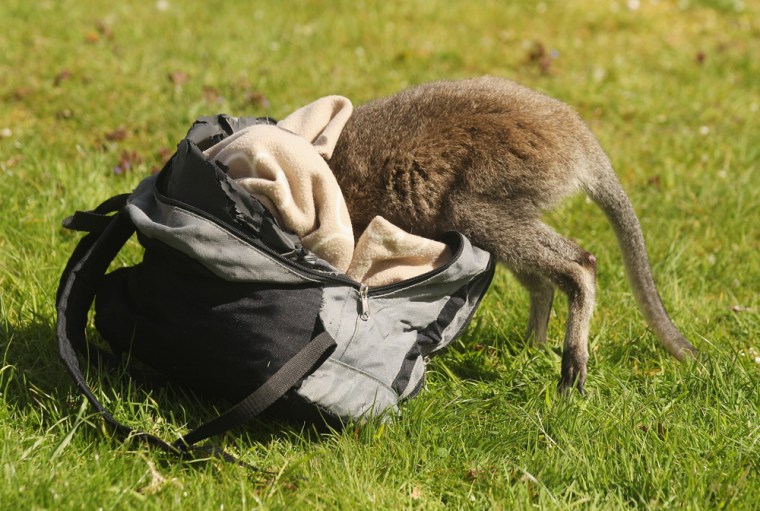 Tilly's rucksack and blanket act as a substitute marsupium for the baby wallaby.