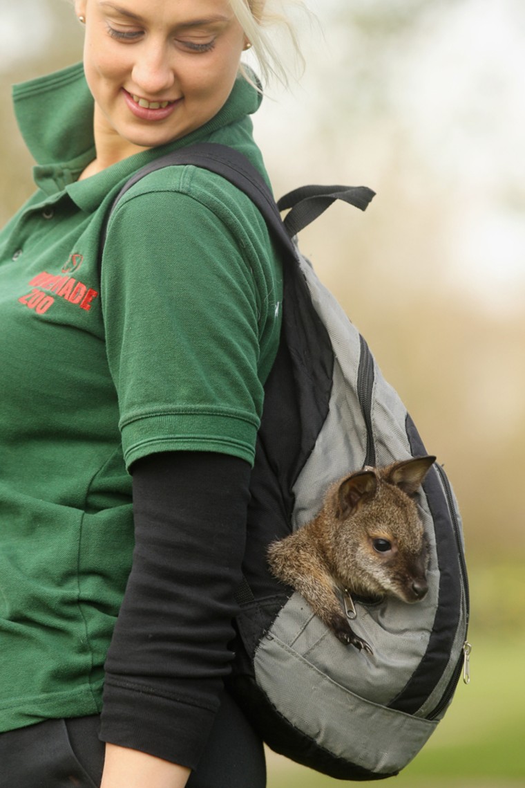 Zoo keeper Jo Shirley wears a rucksack containing Tilly, an orphaned baby wallaby, who was found out of her mother's pouch.
