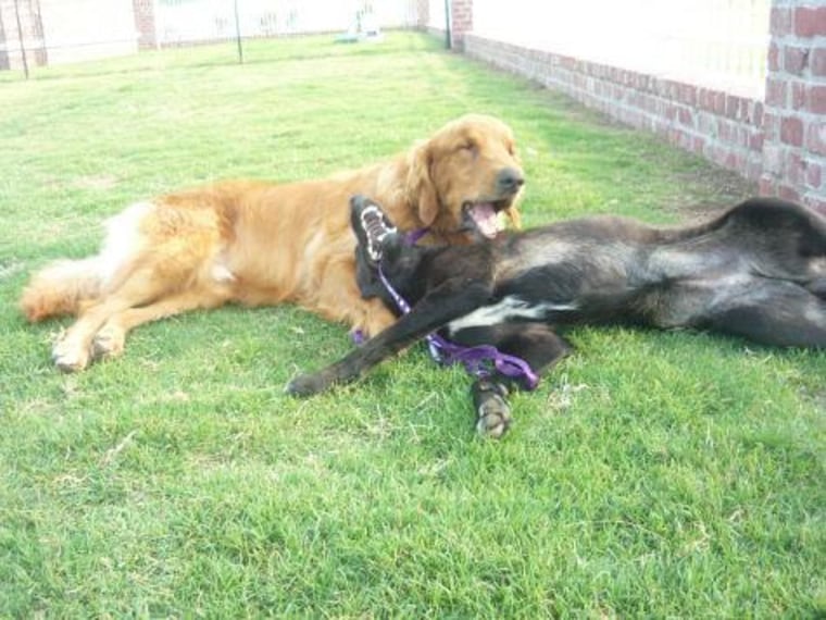 Leading each other: Blair has become less fearful since spending time with Tanner while the golden retriever has stopped having seizures.