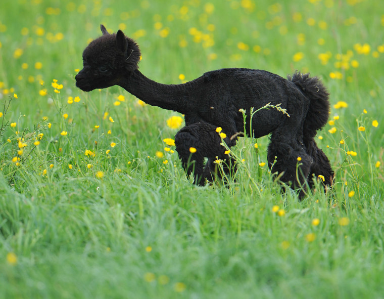 SUCCESS! Remember, style is all about functionality. Find the look that works best for you, and you can frolic through the fields without a care in the world!