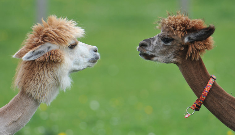 HARD TO CALL: Sock puppets?!? No! Golf club covers?!? No! Well, we'll go ahead and give these alpacas a \"win\" for keeping their fur so fluffy and shiny – even though the situation brewing between them looks a little tense.