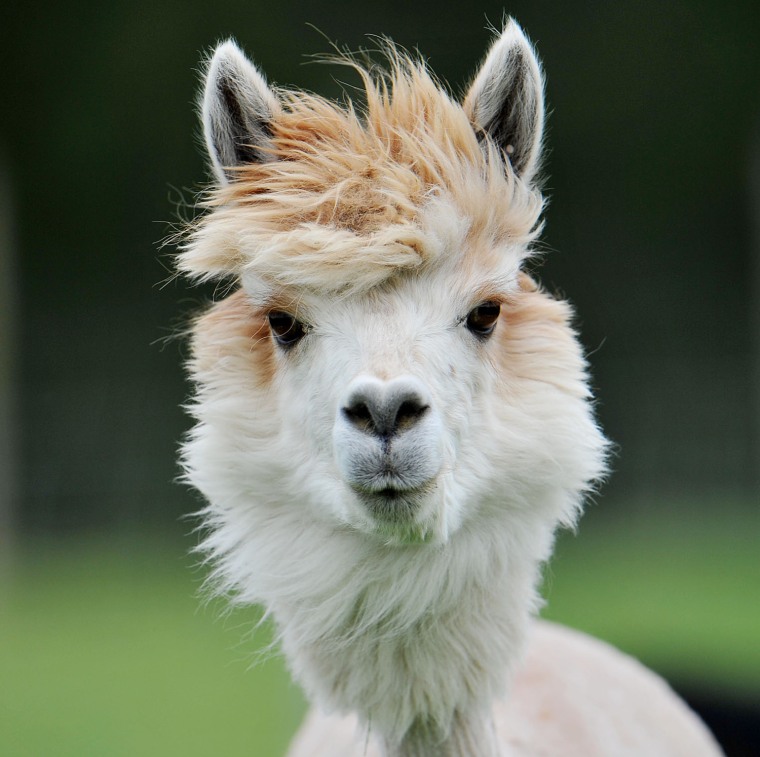 A WIN: A faux-hawk never really goes out of style. To maintain this look in all kinds of weather, flip your head upside down before blow-drying, then mist with a light-hold hairspray.