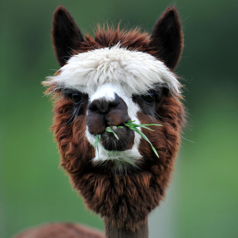 A MISS: This look does nothing to accentuate this alpaca's beautiful face. To make matters worse, too much fur near the mouth can ensnare un-chewed grass in an unsightly manner.