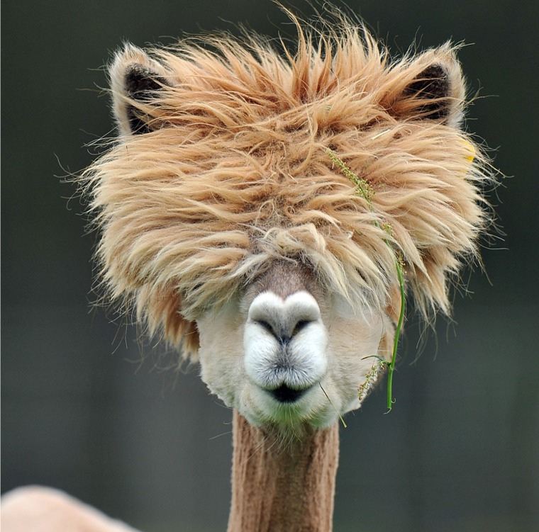 A PARTIAL MISS: Tina Turner called. She wants her wig back. (Although actually, on second thought, Tina's signature style doesn't look too shabby on this alpaca.)