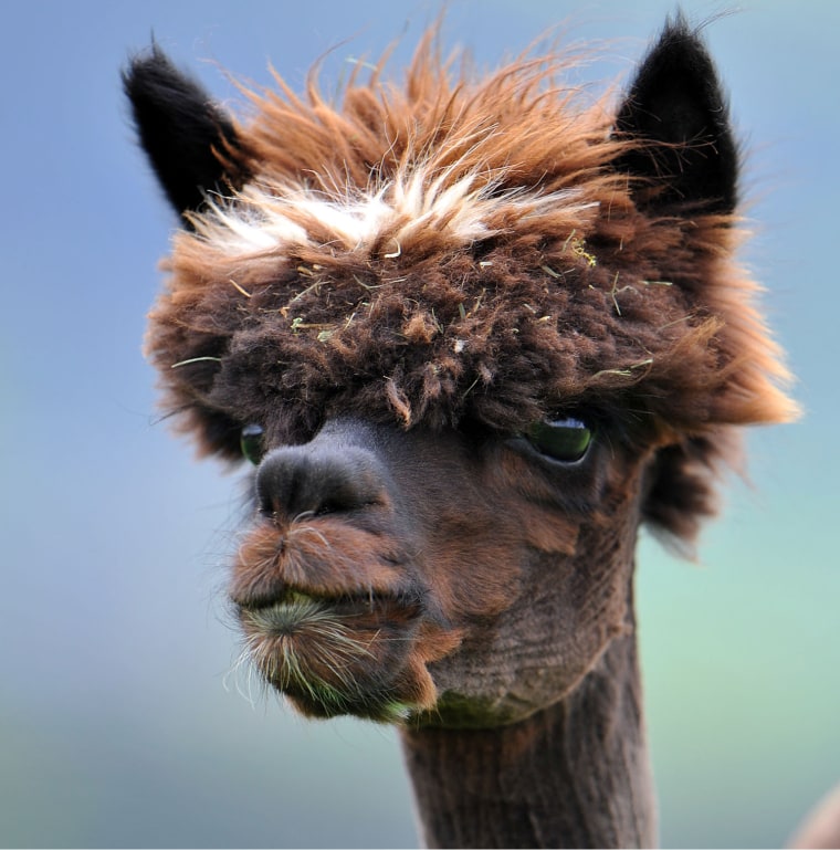 A WIN: Going gray? Then follow this alpaca's example: Don't hide it – own it! Just remember to work an anti-frizz through your fur with a wide-tooth comb.