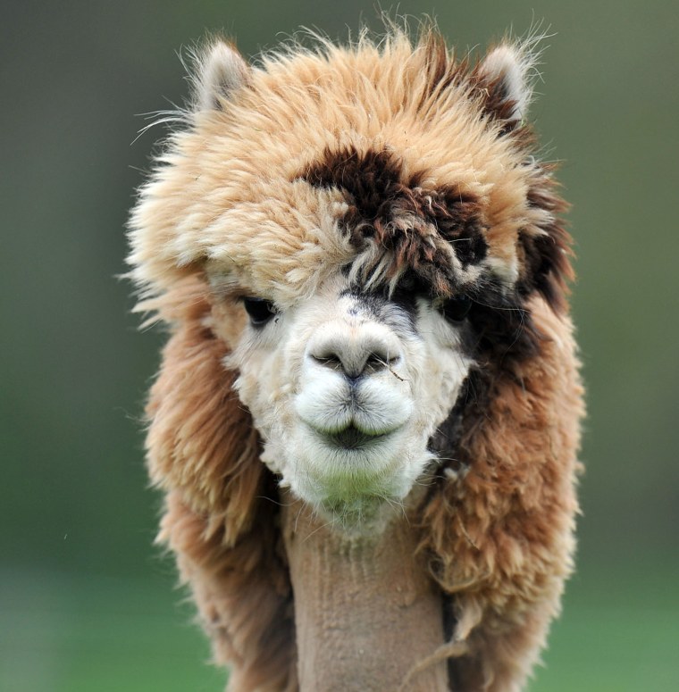 A WIN: Reminiscent of both David Bowie's Ziggy Stardust phase and Richard Marx's locks in the 1980s, this look is a timeless classic. To attain it, be careful to shear with care near the neckline, and try a nice amplifying shampoo to enhance volume.