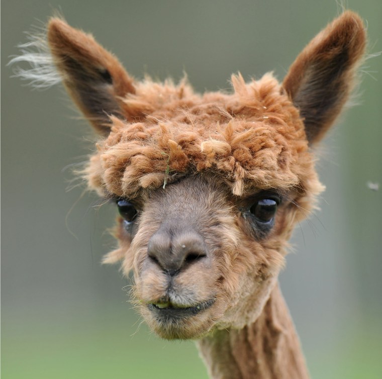 A PARTIAL WIN: This alpaca pulls off a very short style with flair, but she's in desperate need of a rich conditioner and some shine glaze.
