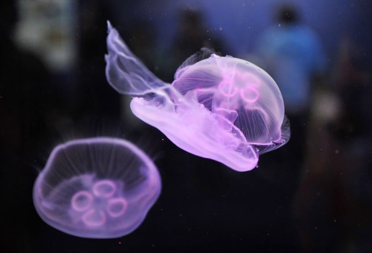 Glowing jellyfish light up the waters