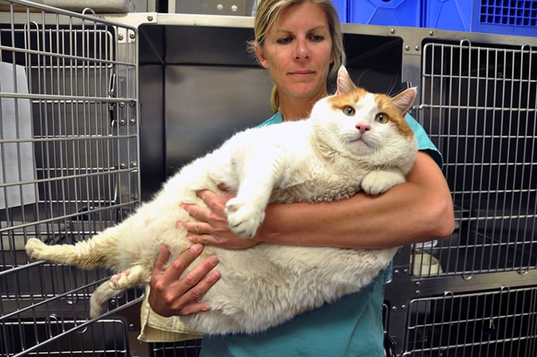 Dr. Jennifer Steketee holds Meow, a 2-year-old tabby who arrived at her shelter weighing in at over 39 pounds, after his elderly owner could no longer care for the feline.