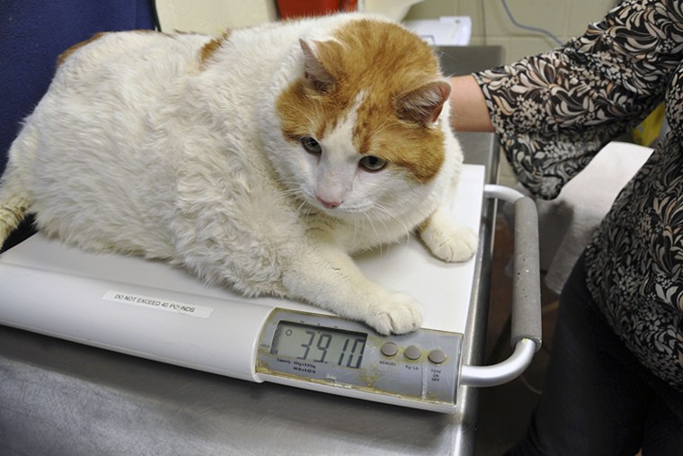 Meow tipped the scales at over 39 pounds when she came to the Santa Fe Animal Shelter in Santa Fe, N.M..
