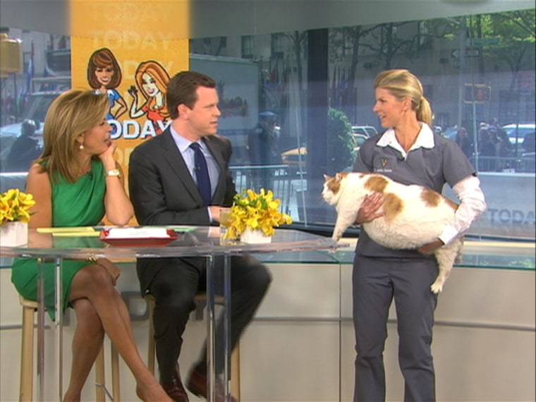 Dr. Jennifer Steketee introduces Meow to Hoda Kotb and Willie Geist on TODAY.