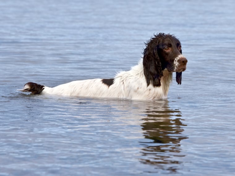 Does your pet love or hate the water? Show us!