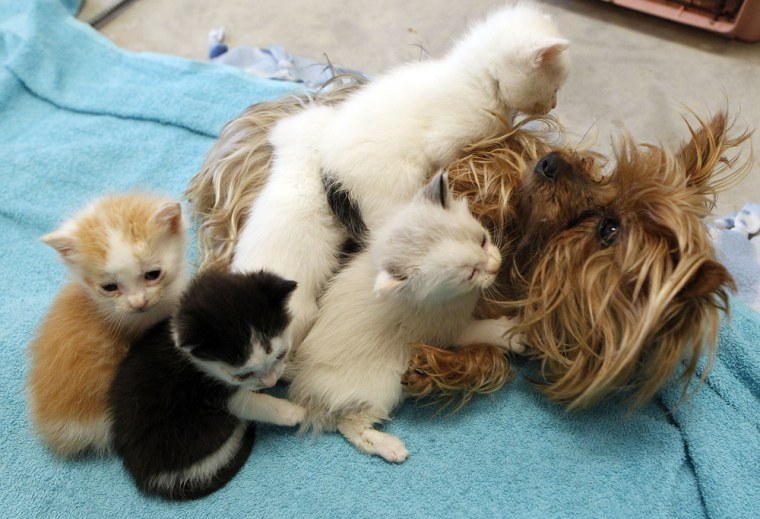 Modern family: A yorkshire terrier named Bridget tends to kittens at the Humane Society of Utah on April 27.