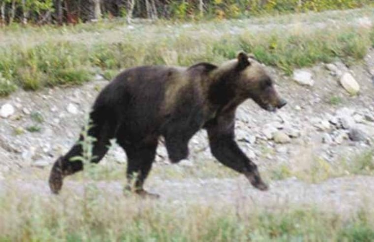 This three-pawed bear was first spotted in Alaska's Denali National Park last year.