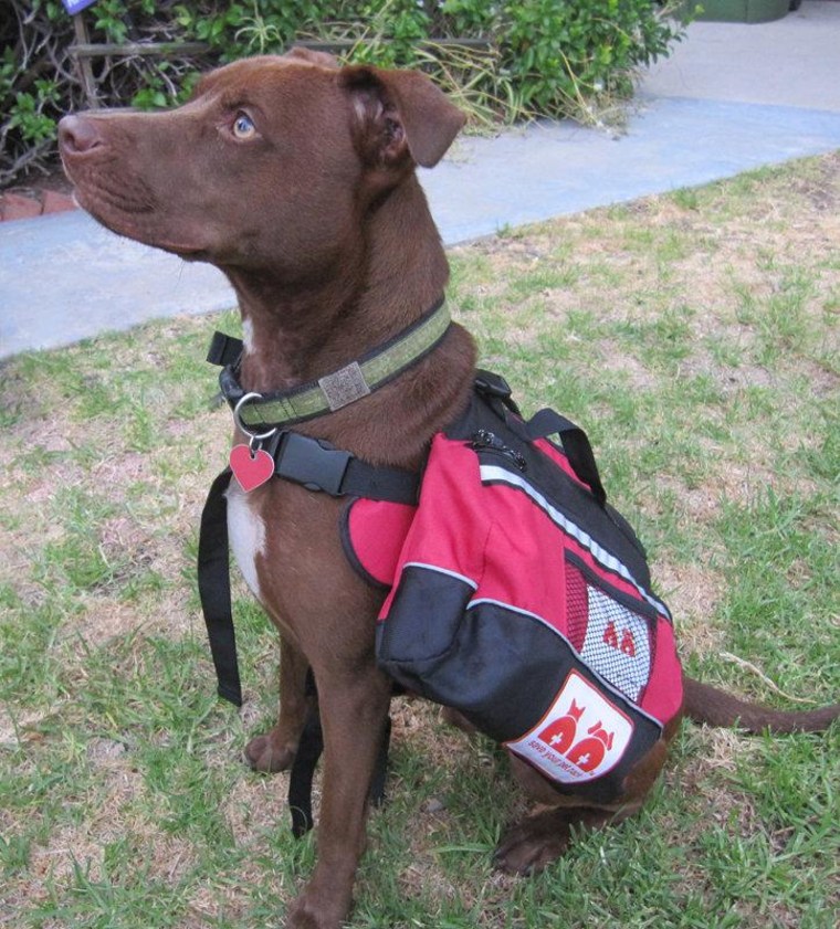 The pet pack backpack can be worn by your dog so he can carry around his own supplies.