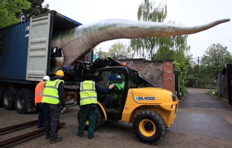 A life size animatronic Tyrannosaurus Rex dinosaur arrives at Bristol Zoo Gardens on May 14, 2012 in Bristol, England.