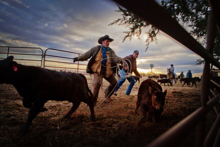 Paul Kenner of Wood Lake isn't able to rope a calf as he and others corral and separate young calves from their mothers before participating in a branding at the Burdick Ranch south of Wood Lake, Neb., on Saturday, April 21.