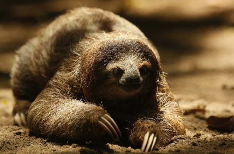 Sloths are expected to keep up with climate change, according to research detailed on Monday.