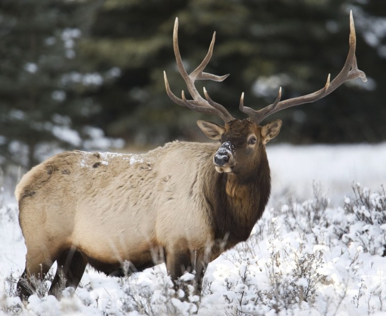 An Bull Elk with snow on his face is seen near the road between Banff and Lake Louise, Alberta, Canada, in this 2009 photo. Elk are one of the groups of mammals researchers say will be able adapt surroundings and keep up with climate change.