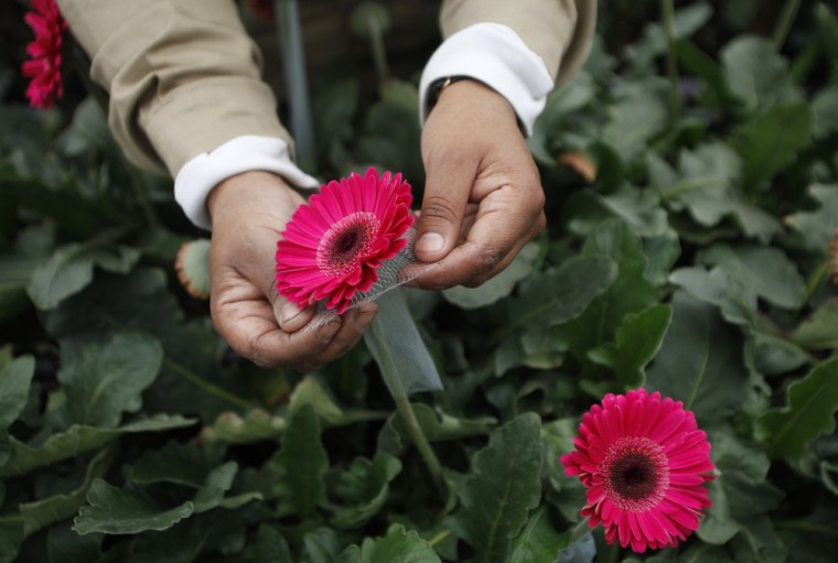 A worker checks on Gerbera flowers at Elite greenhouse in Facatativa.