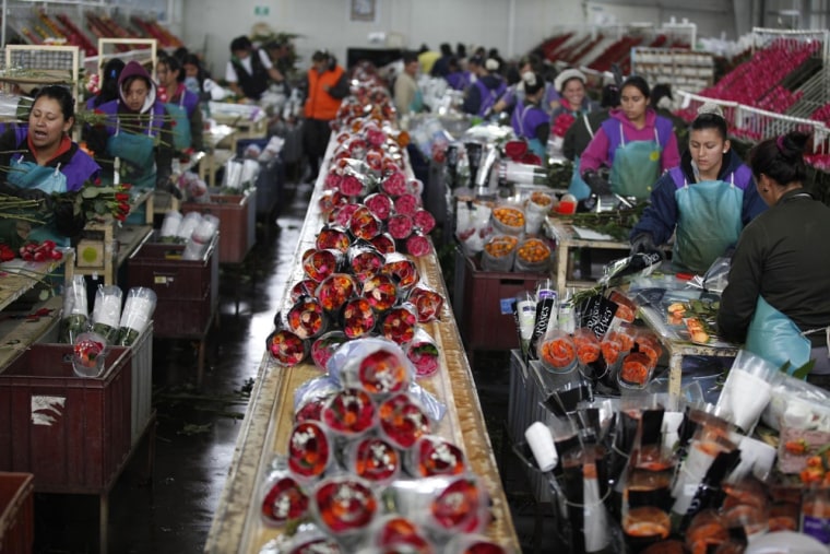 Workers prepare roses at Elite greenhouse in Facatativa on Monday.