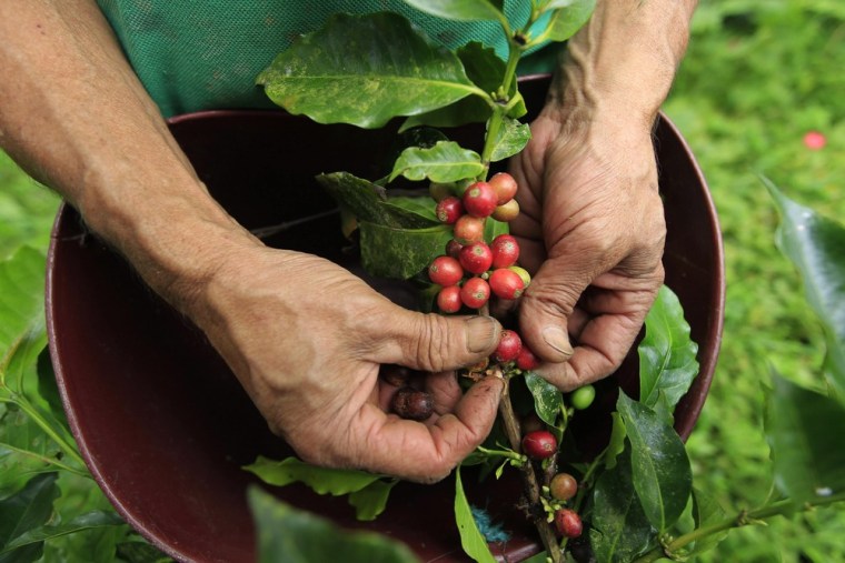 A farmer harvests coffee beans at a farm near Sasaima city in Colombia.
