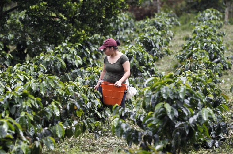 A farmer harvests coffee beans at a farm near Sasaima city on Monday.