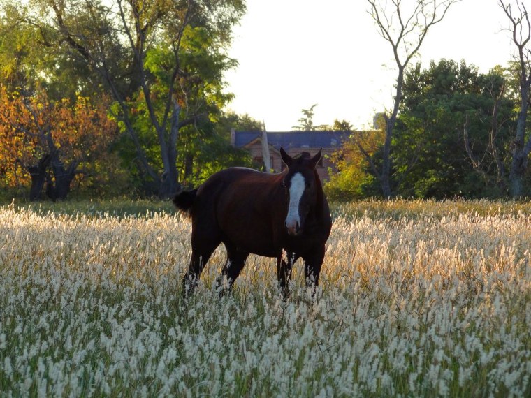 Horse at Monte Grande, Argentina