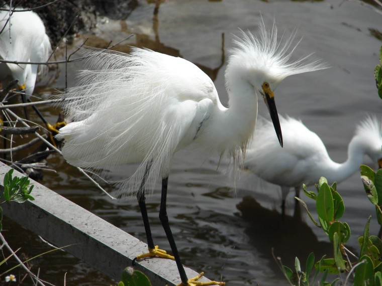 Snowy egret: Merritt Island Wildlife Refuge, Titusville, Fla.