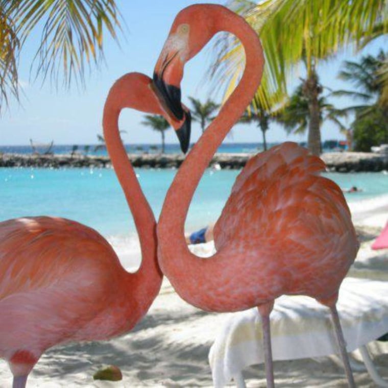 Flamingos on Renaissance Private Island, Aruba